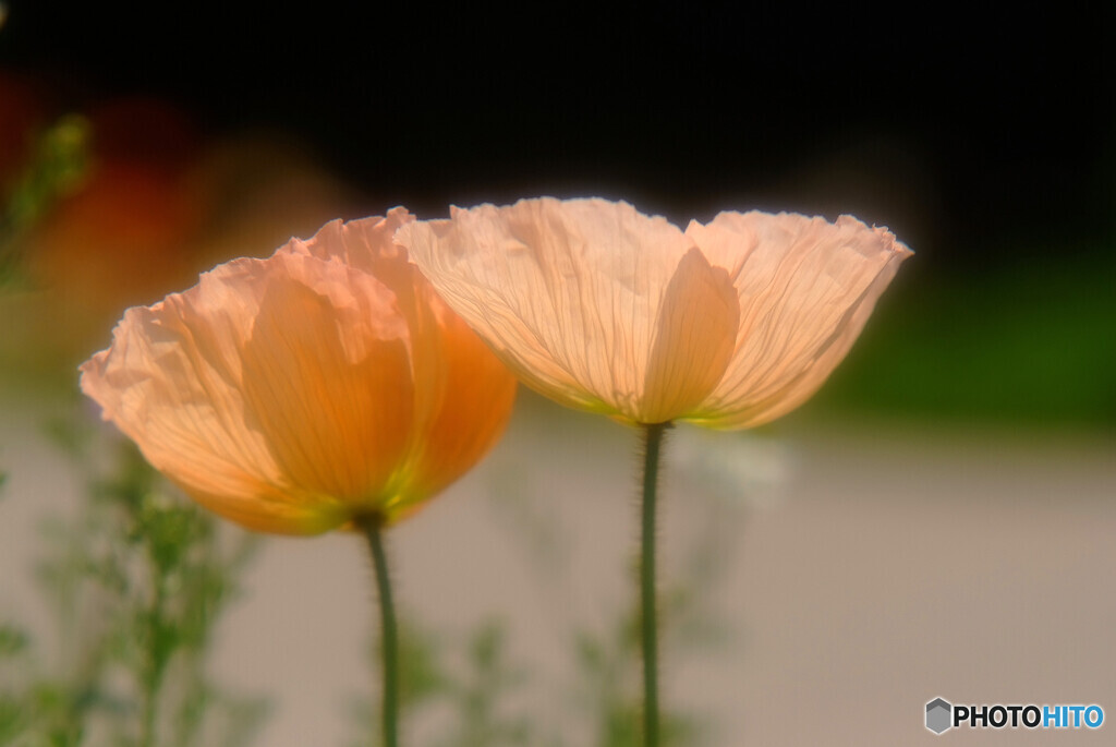 あの日見た花✾想いで