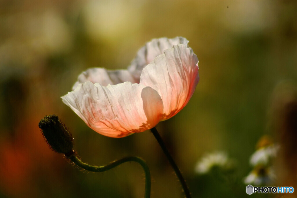 心の扉❁Poppy2023