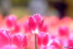 Natural✿４月の恋