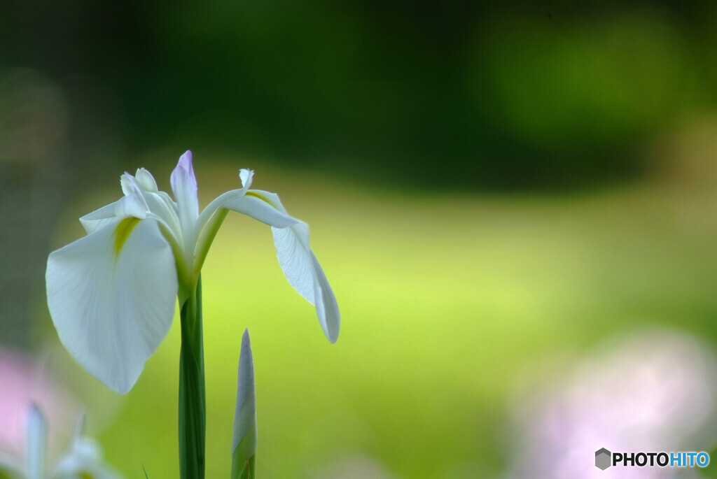 水無月の午後❁菖蒲