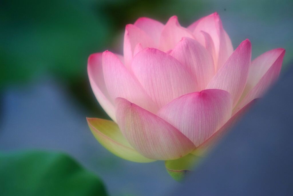 夢のつづき✿蓮物語