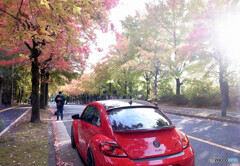 紅葉✾Red Volkswagen