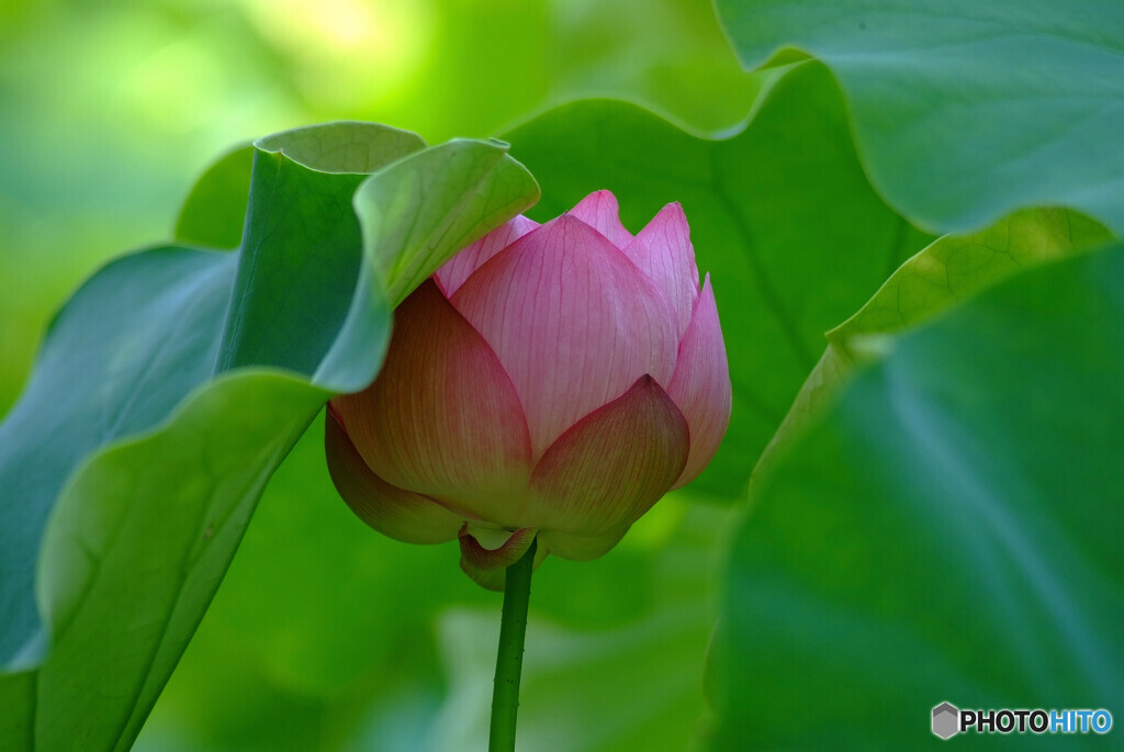 July in JapanⅦ❁時の旅人
