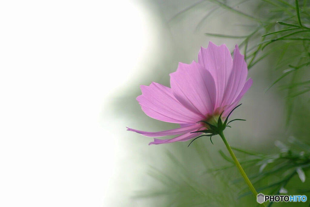 10月の恋人❁秋桜