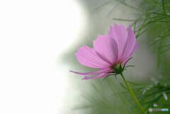 10月の恋人❁秋桜