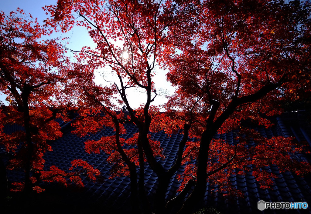 西山物語・紅葉