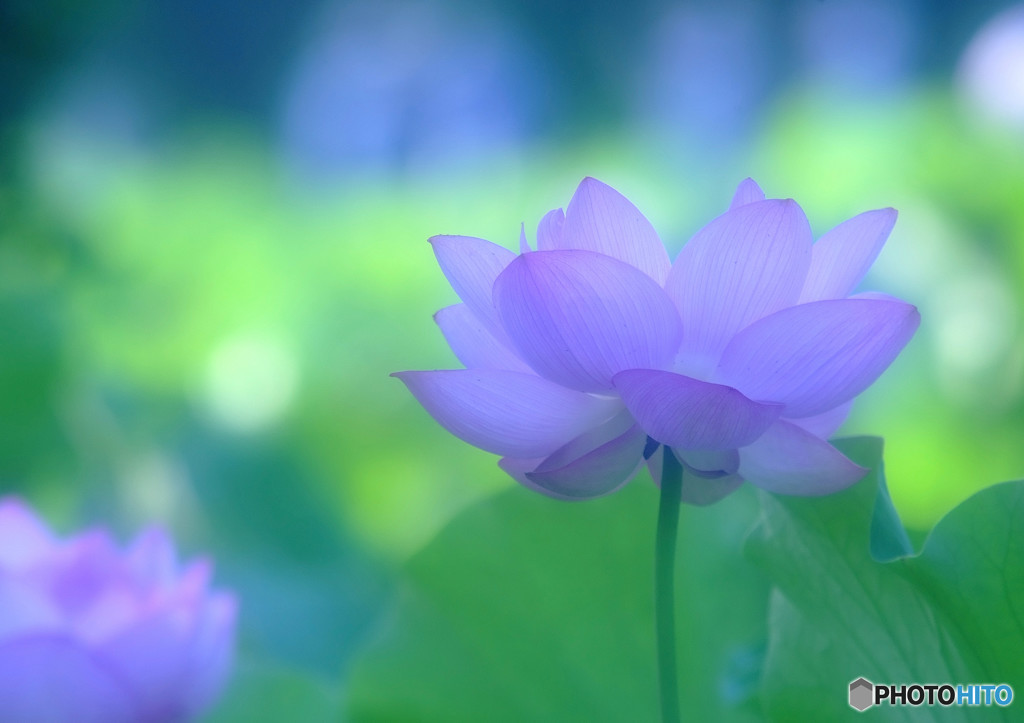 SUMMER CANDLES・蓮