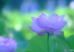 SUMMER CANDLES・蓮