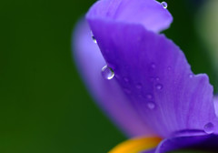 皐月の雨・菖蒲
