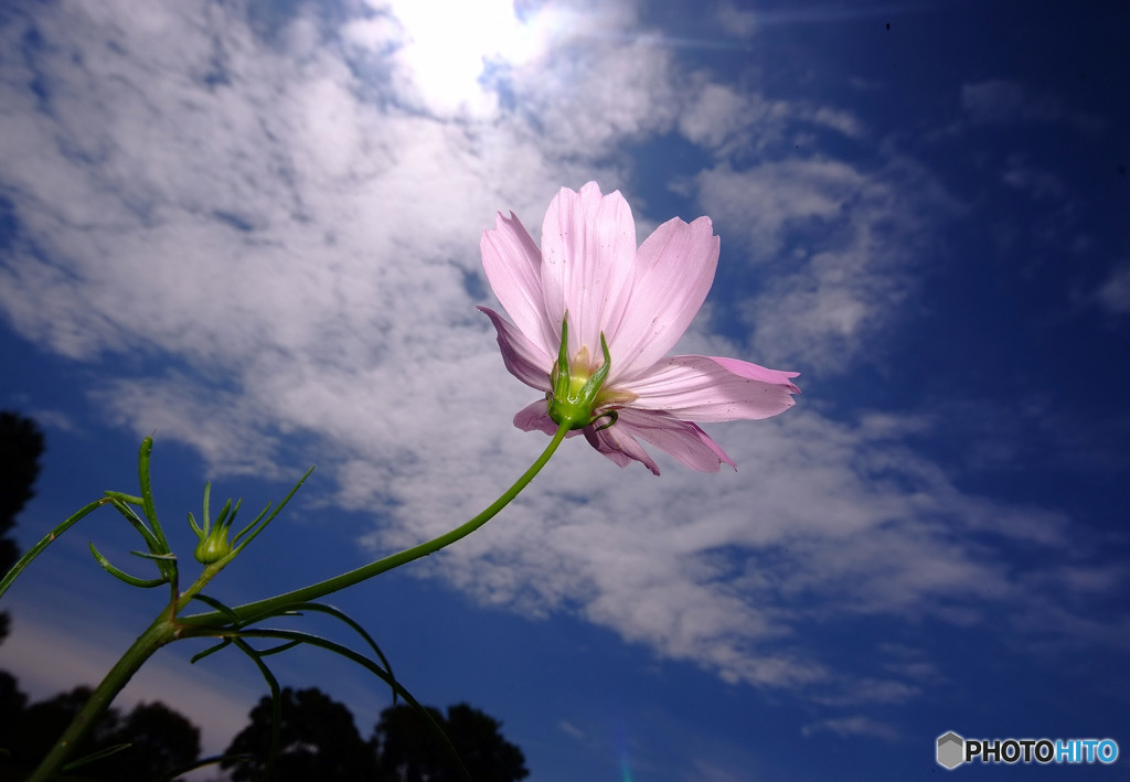 秋雲の誘われて・秋桜