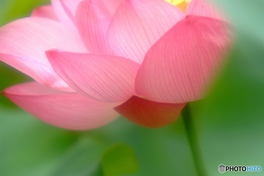 週末の誘惑✿蓮