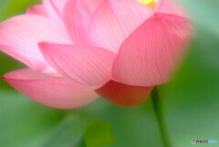 週末の誘惑✿蓮