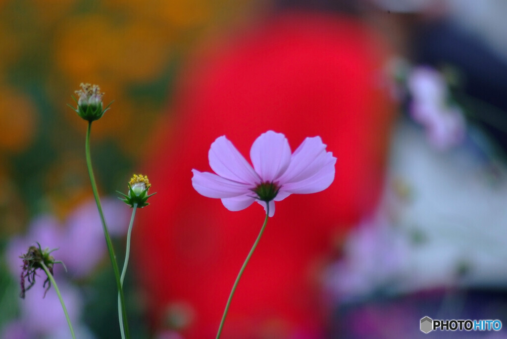 情熱の華✿Cosmos