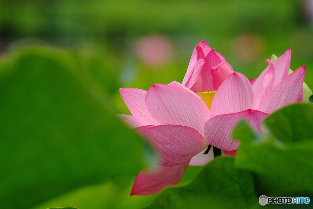 輝く君へ✿蓮2021