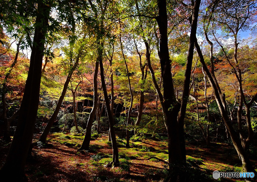 嵯峨野・祇王寺にて