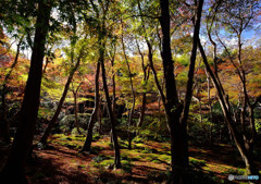 嵯峨野・祇王寺にて