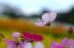 秋桜の詩✿2022秋