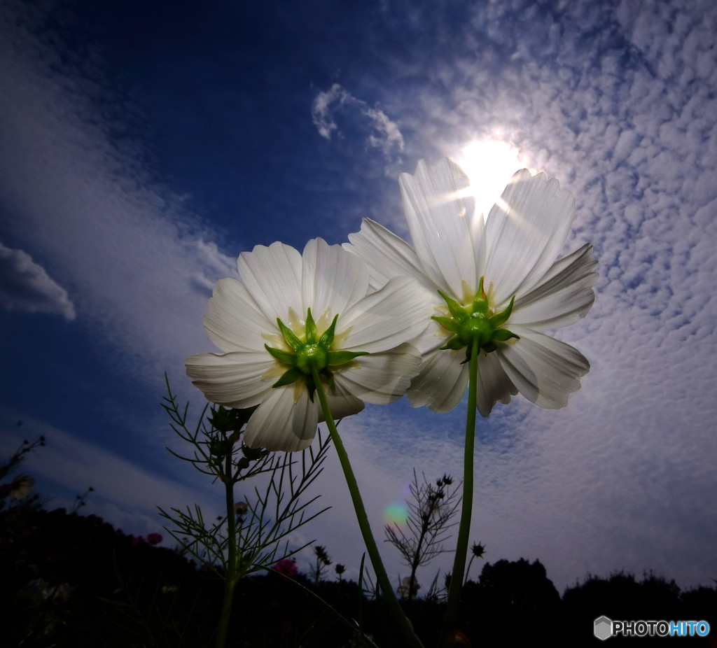 二人なら・コスモス