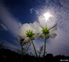 二人なら・コスモス