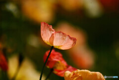 ４月の灯り✿Poppy2023