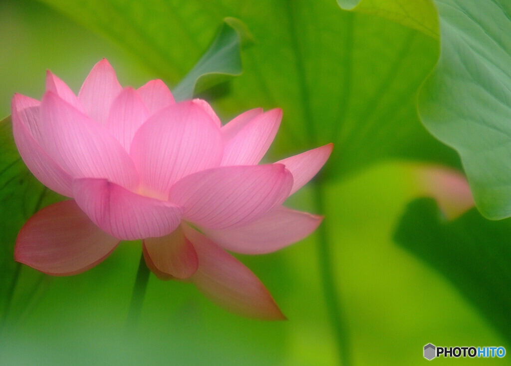 It's Show Time！・華