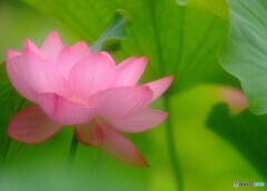 It's Show Time！・華