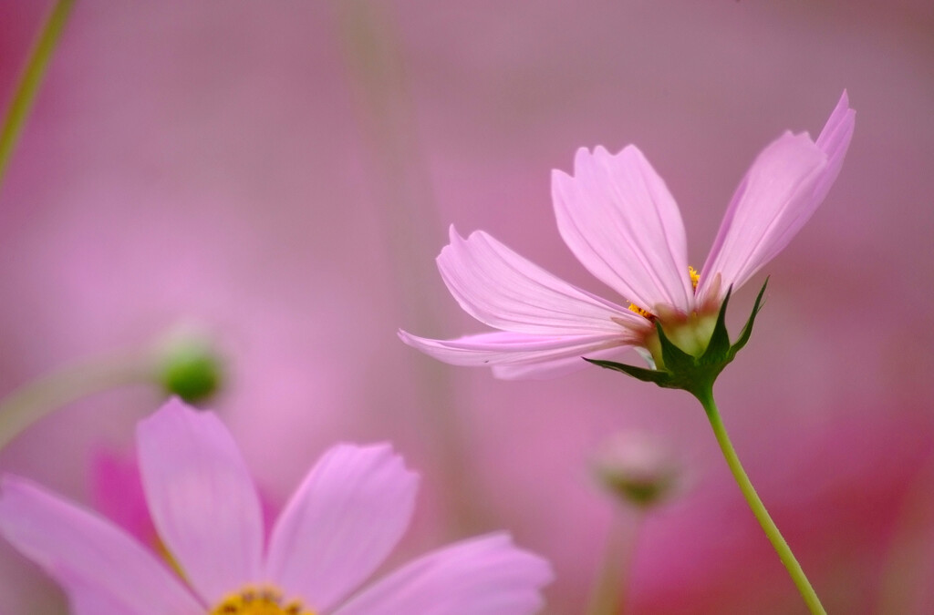 桃色吐息✿秋桜の夢