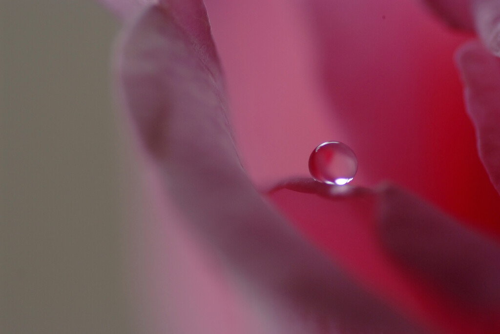 一滴の涙✿皐月