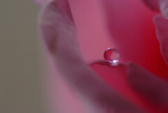 一滴の涙✿皐月