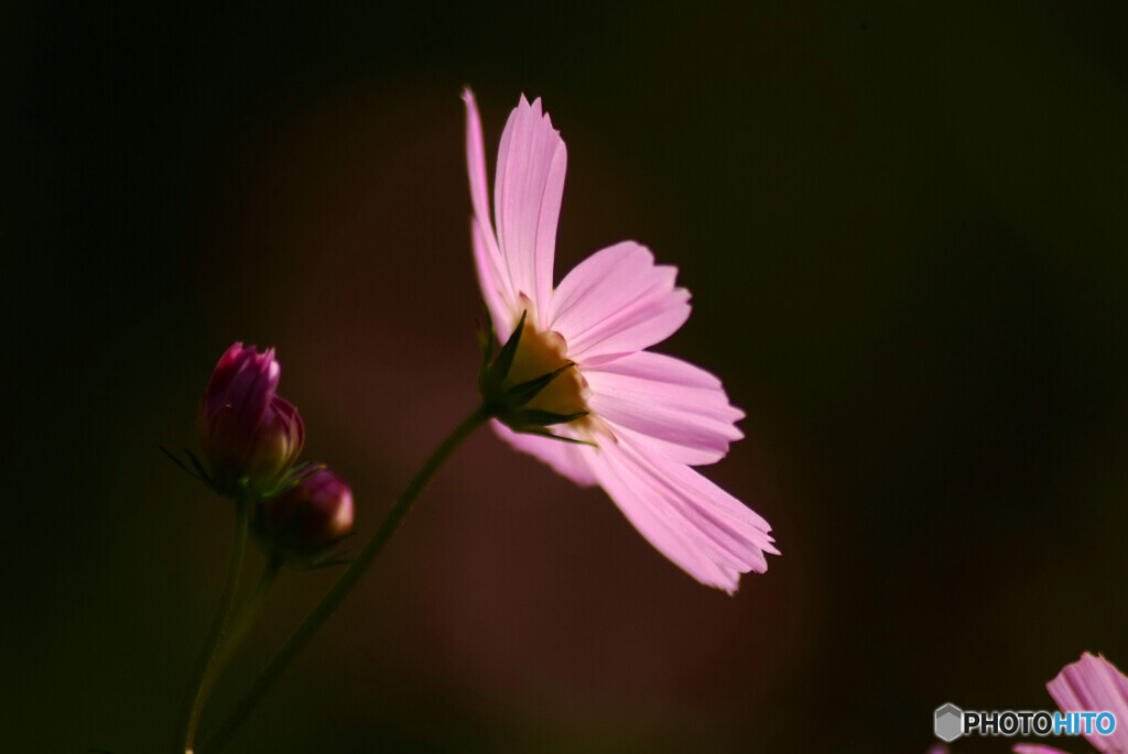 Yokogao✾秋桜2024