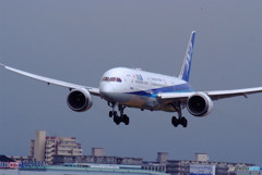 Eternal Wings★787-9