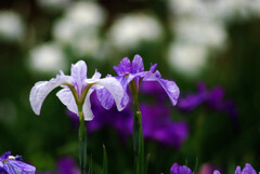 水無月の舞✿菖蒲