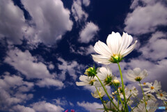 秋雲に誘われて✿こすもす