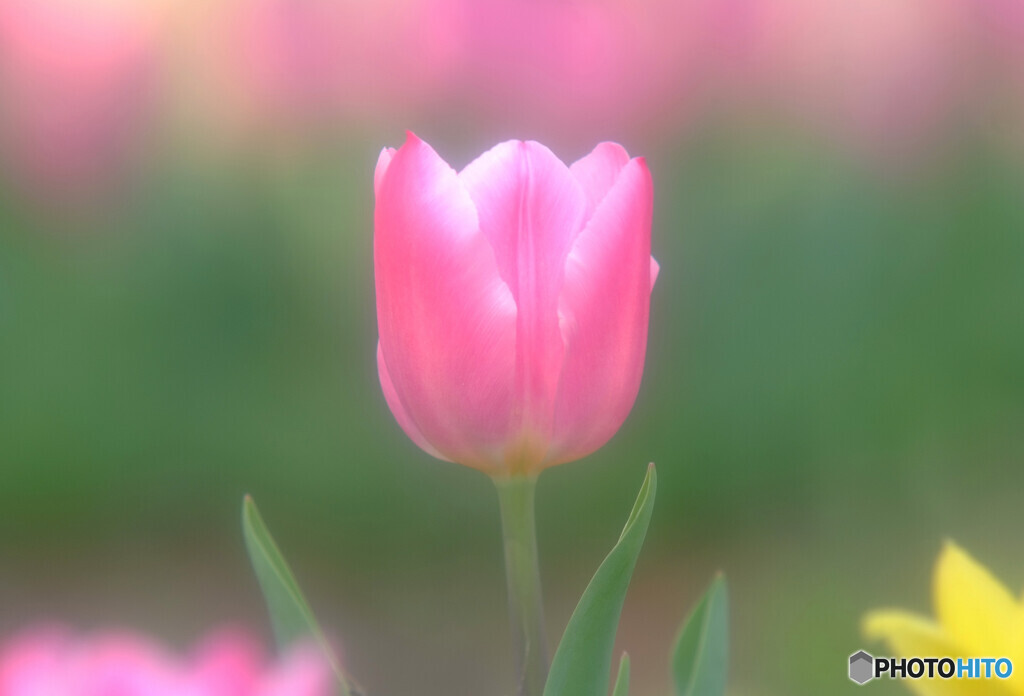 やさしさで溢れるように