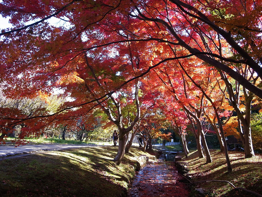 紅葉を描く➎✿万博2025