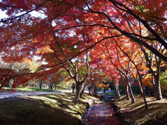 紅葉を描く➎✿万博2025