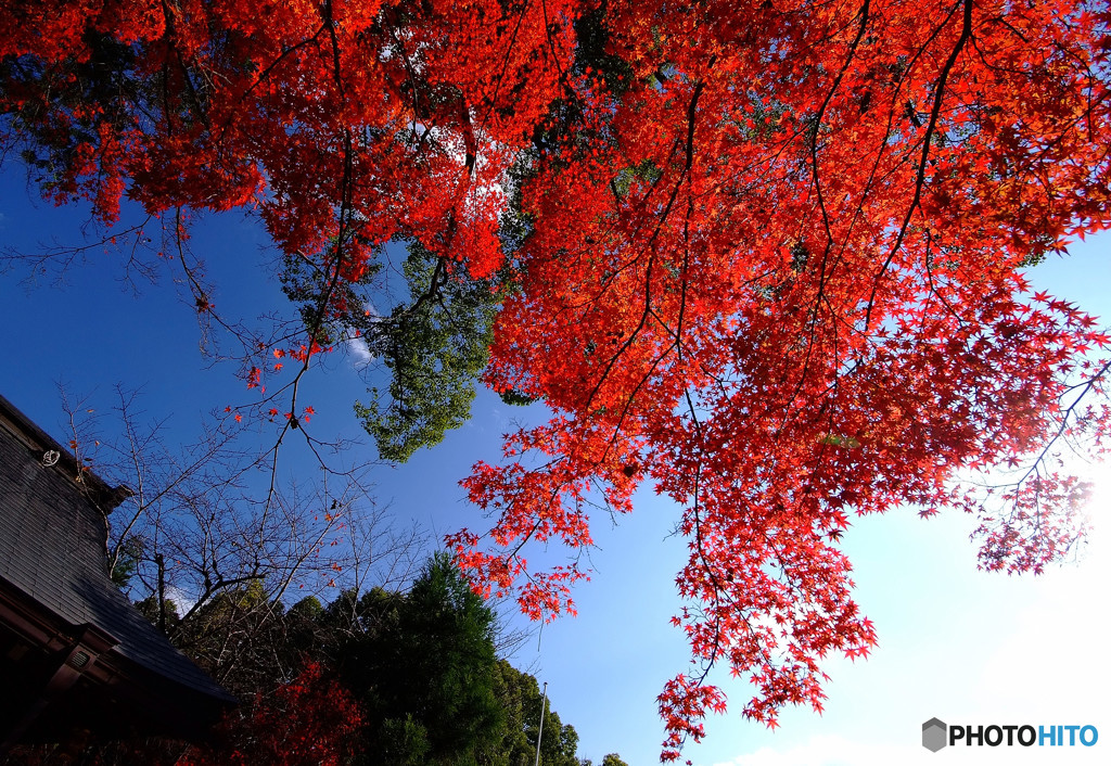 紅葉の河へ