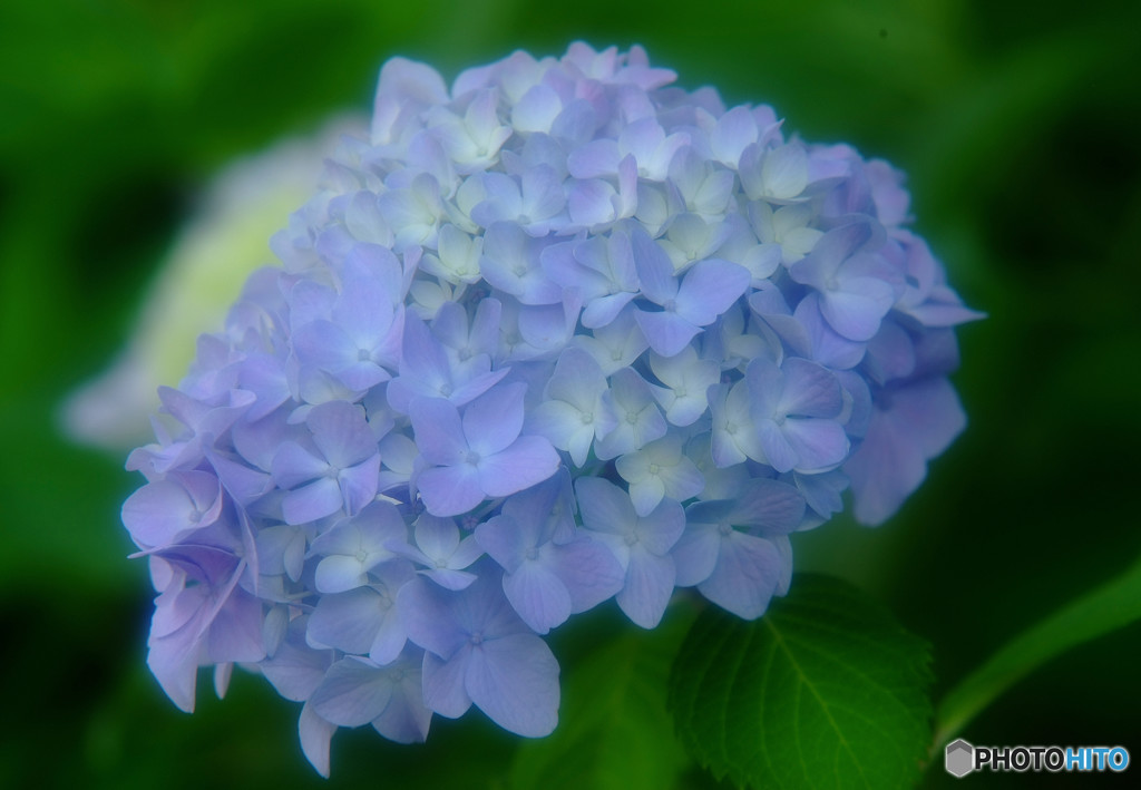 紫陽花の詩