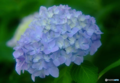 紫陽花の詩