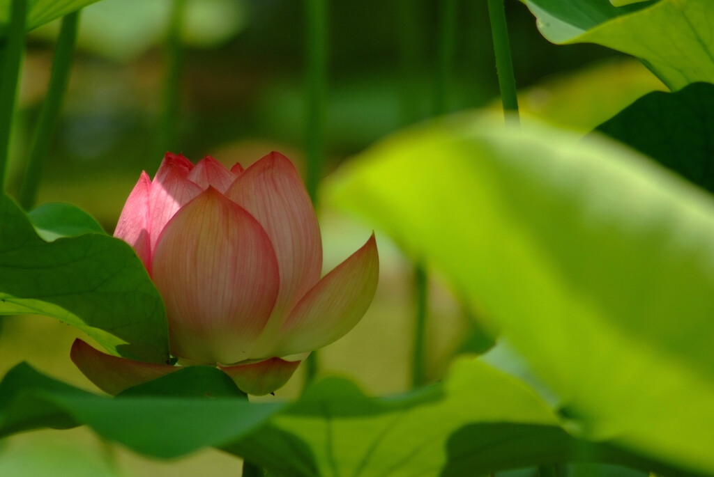 涼やかに咲く✿蓮