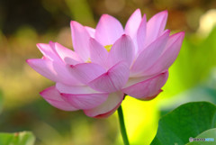 あの日に戻りたい・蓮