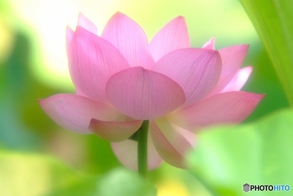 週末の恋人・蓮