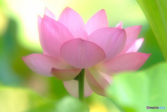 週末の恋人・蓮