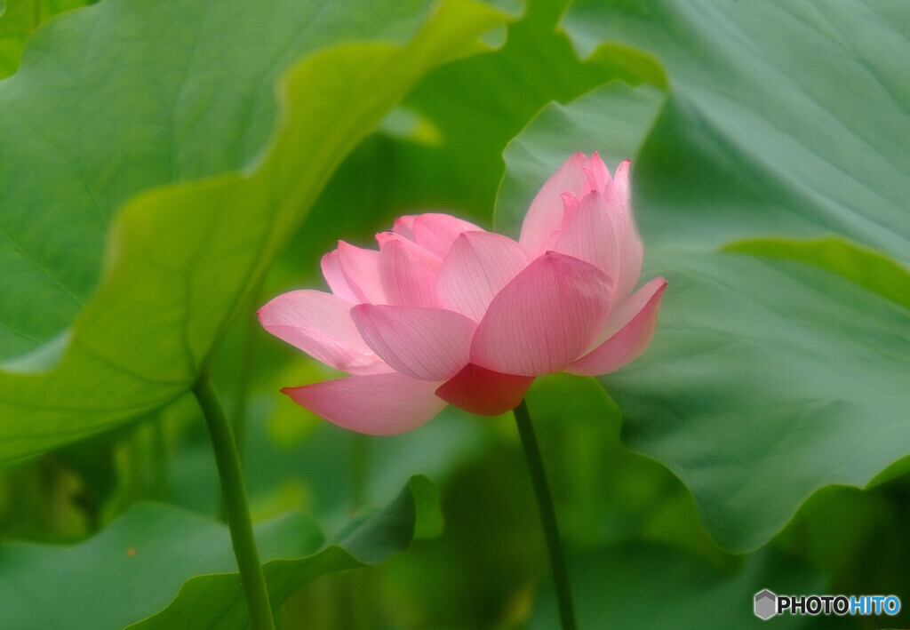 夢先案内人✿恋