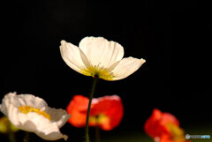 希望の灯り✾彩