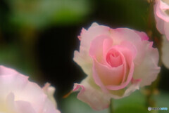 Mother's Day✿感謝