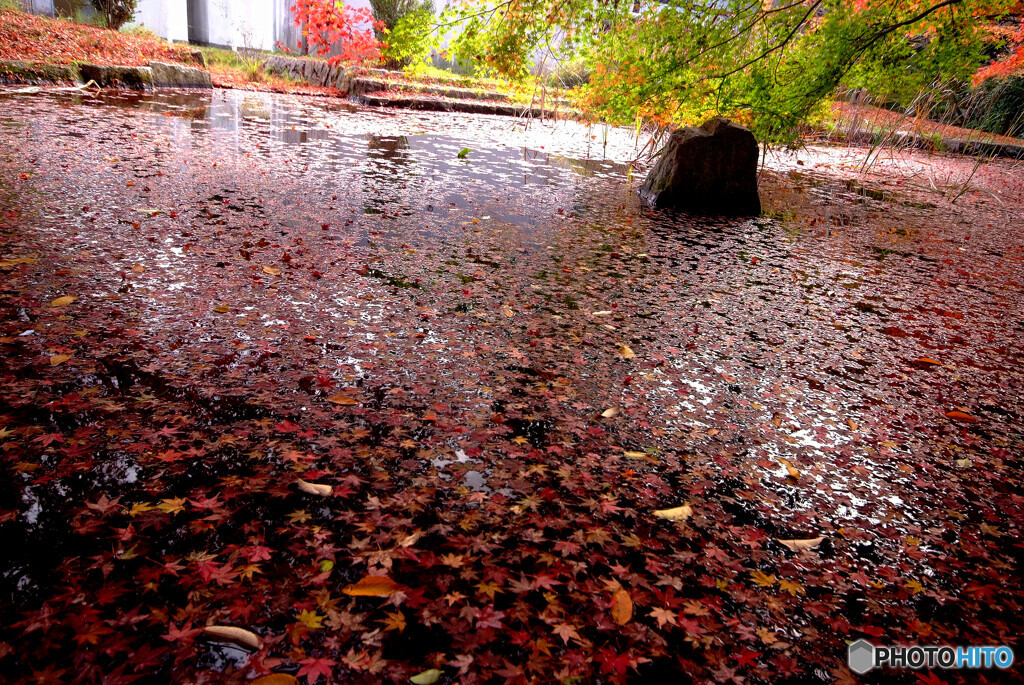 和の絨毯✾紅葉