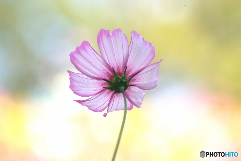 独唱❁こすもす2023