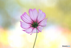 独唱❁こすもす2023