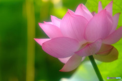 Shall we ダンス?・蓮